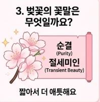 벚꽃 상식