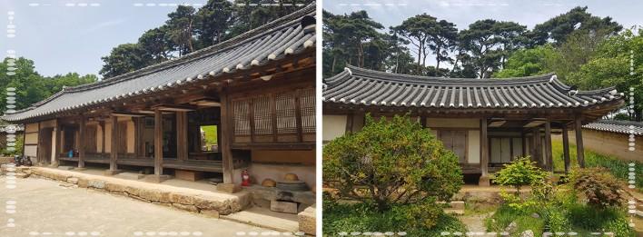 🌼 2026 서산 유기방가옥 수선화: "고택을 감싸는 노란 물결의 향연"