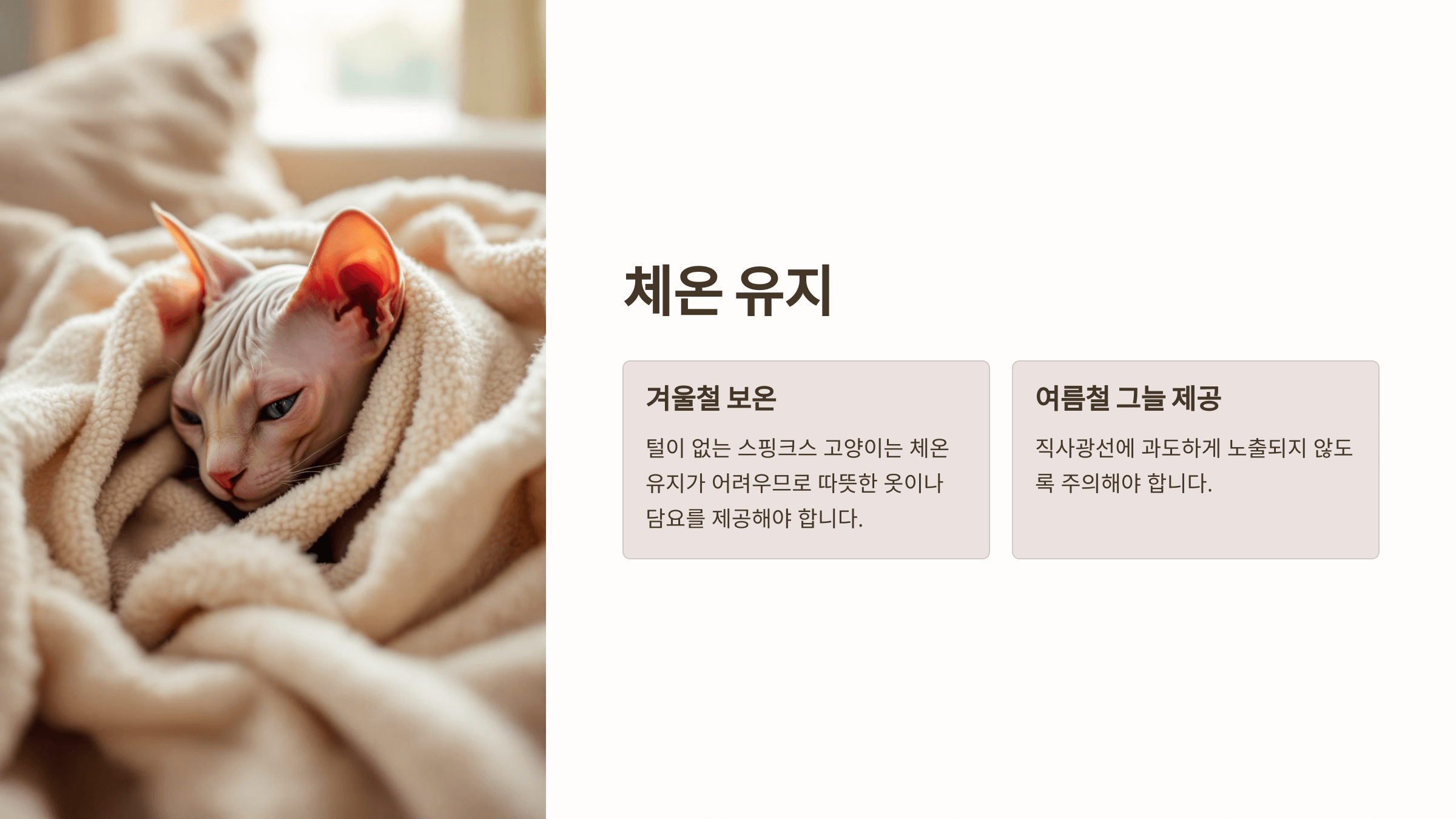 스핑크스 고양이 사진입니다.