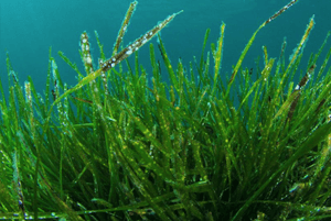 스피루리나 효과04