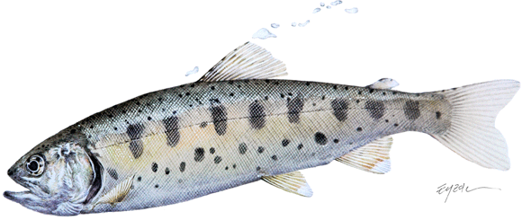 화천 산천어 축제