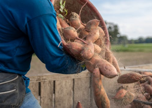 고구마 수확시기 및 고구마 효능