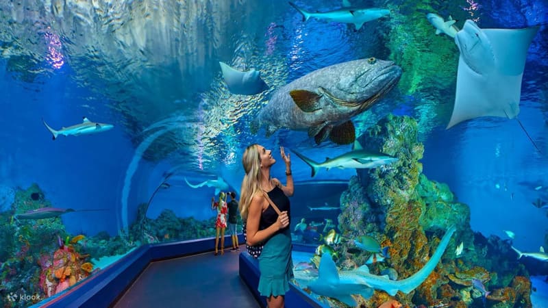 케언즈 아쿠아리움 입장권 티켓 예매 호주