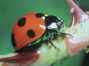 곤충 종류와 특징 생김새 습성 먹이 요약 정리_22