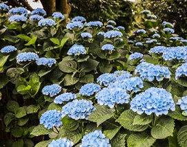수국축제