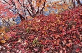 태백시 철암 단풍군락지