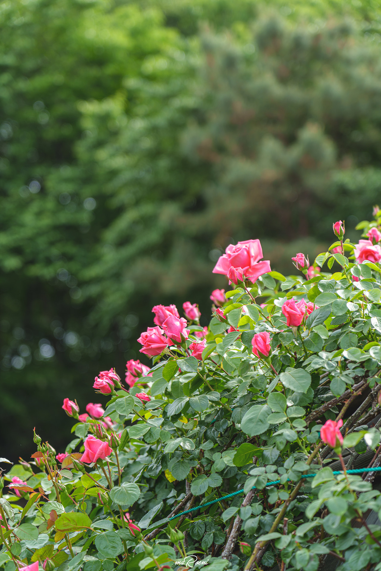 백만송이장미원