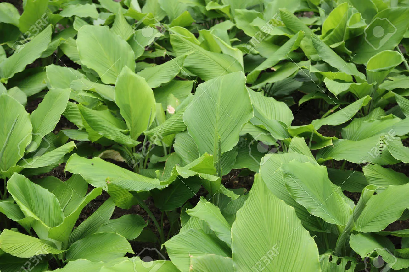 강황 재배 따뜻한 온도 보온 피복 수확 건조_8