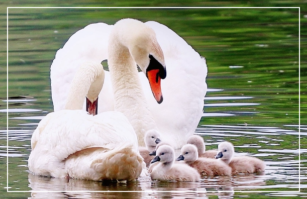 가족관계증명서 인터넷발급(정부24):간편하고 빠른 방법