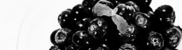 블루베리 묘목 심는 시기 외 참고 정보: 블루베리 재배방법