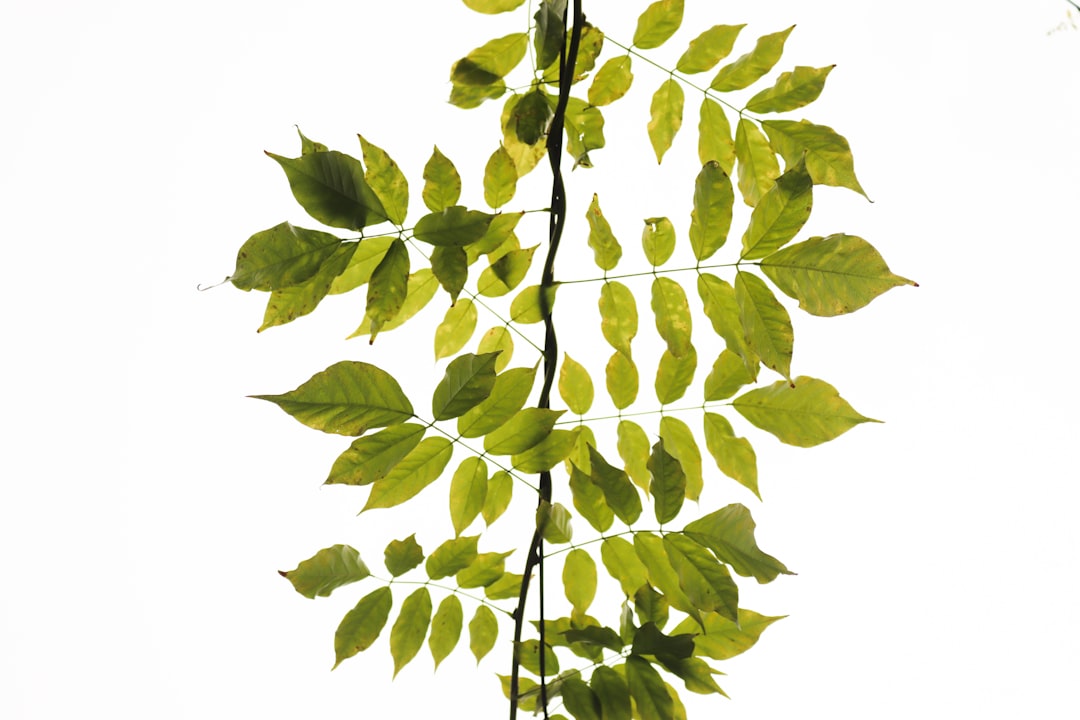 Unused leave
