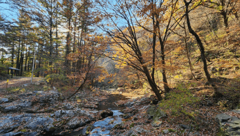 [명품숲길 50선 가을단풍 산행 ②] 소리향기길 &amp; 명언읽고가길 : 가평 강씨봉자연휴양림의 가을 산책길