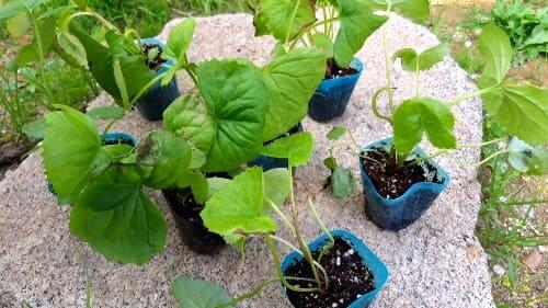 곰취재배-모종심기-모종-심는시기-정식시기-수확시기-곰취-재배지-토양요건-밑거름주기-웃거름주기