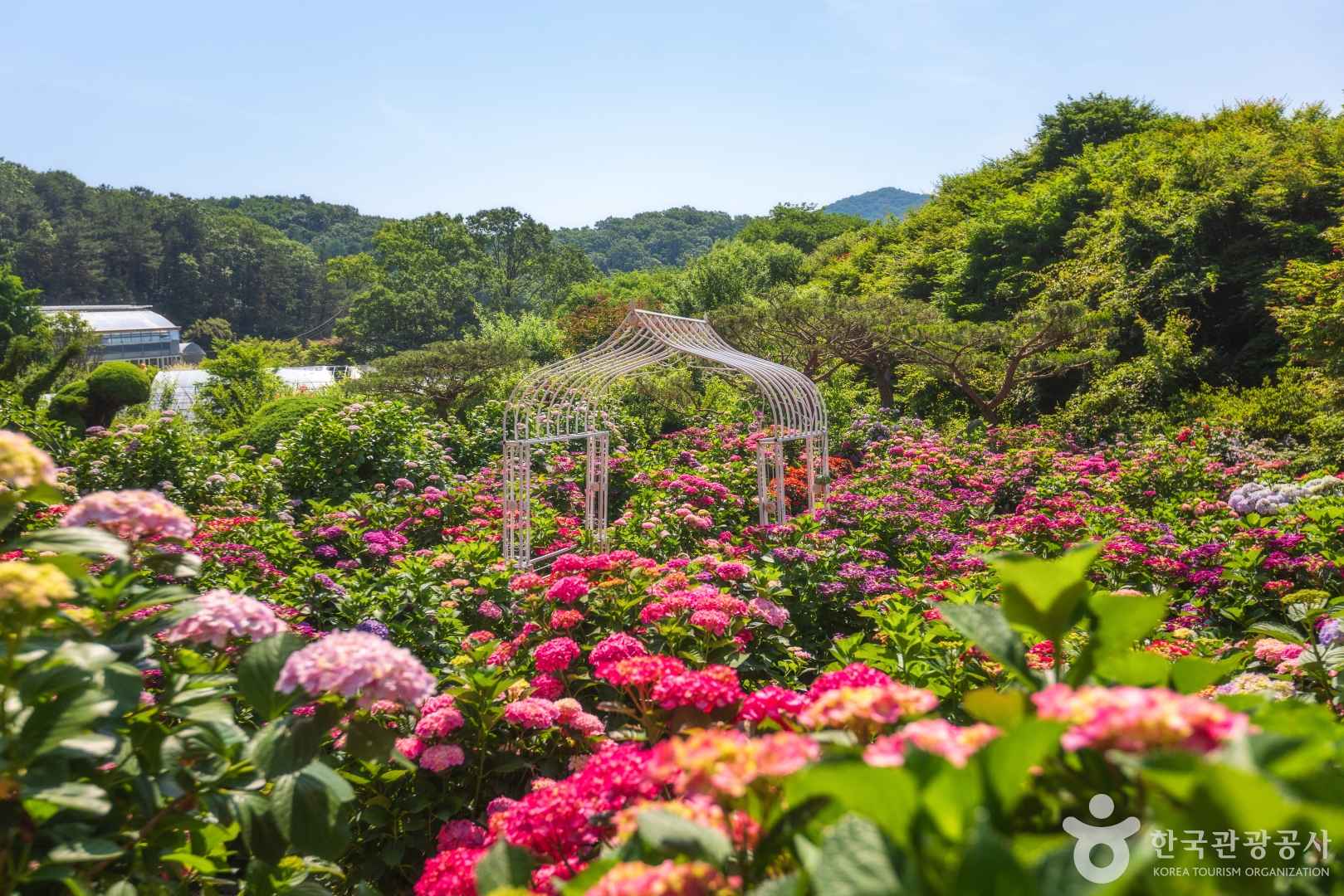 율봄식물원 수국