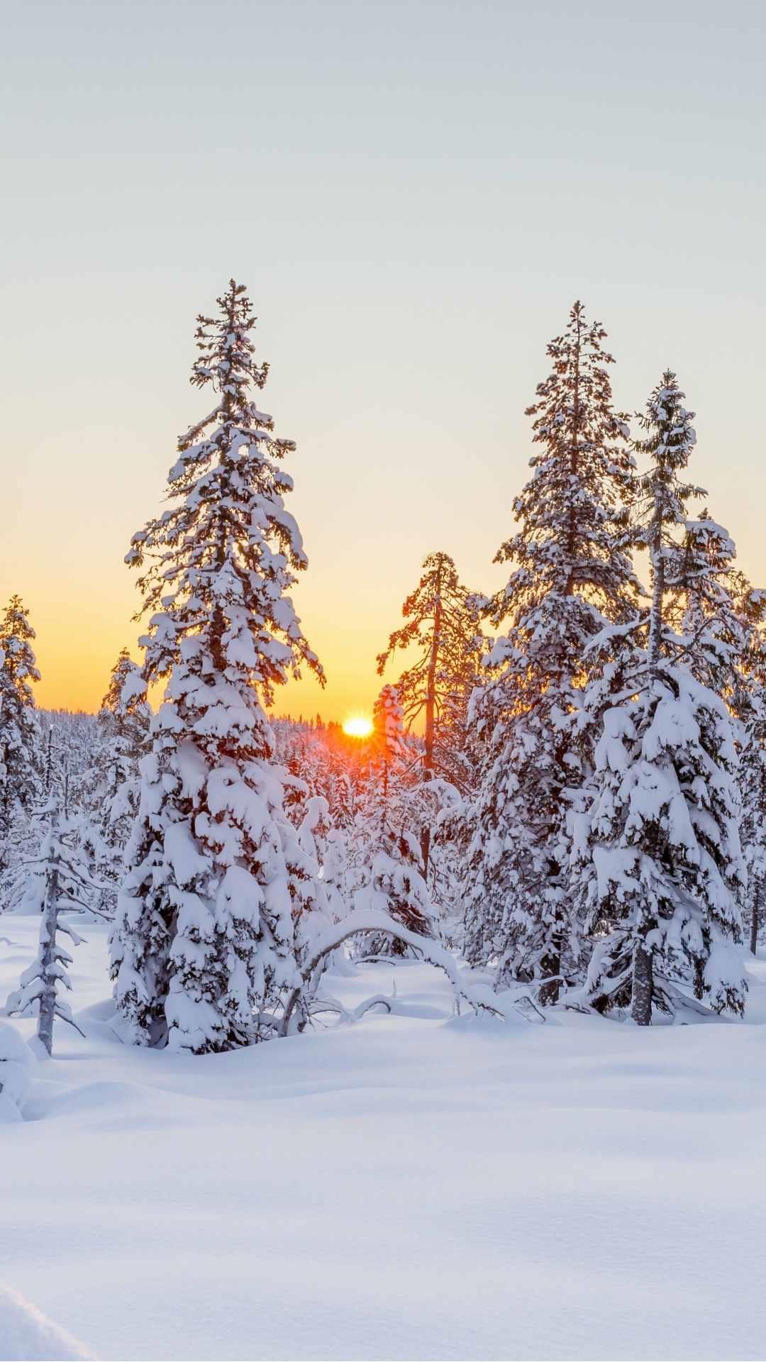 snow wallpaper