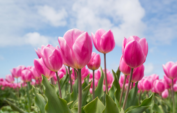 튤립 (Tulipa spp.)
