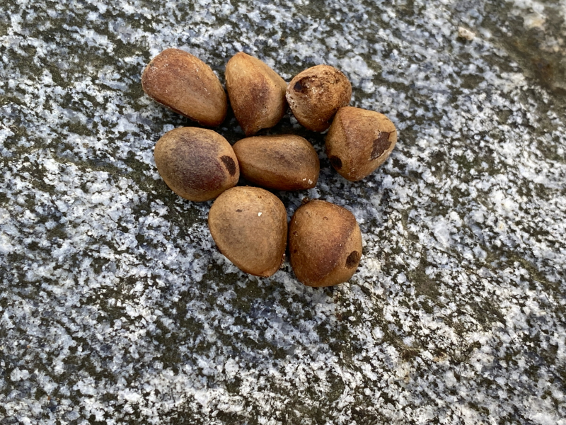 쪽동백나무 종자