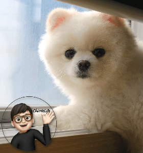 쳐다보는 강아지