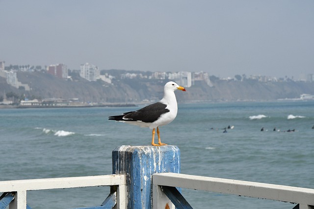 페루 카야오 해변