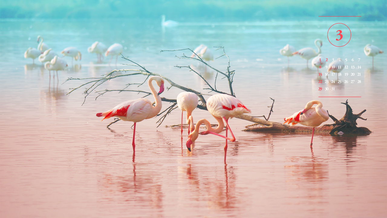 08 나뭇가지와 플라밍고 A - 2026년3월 달력배경화면