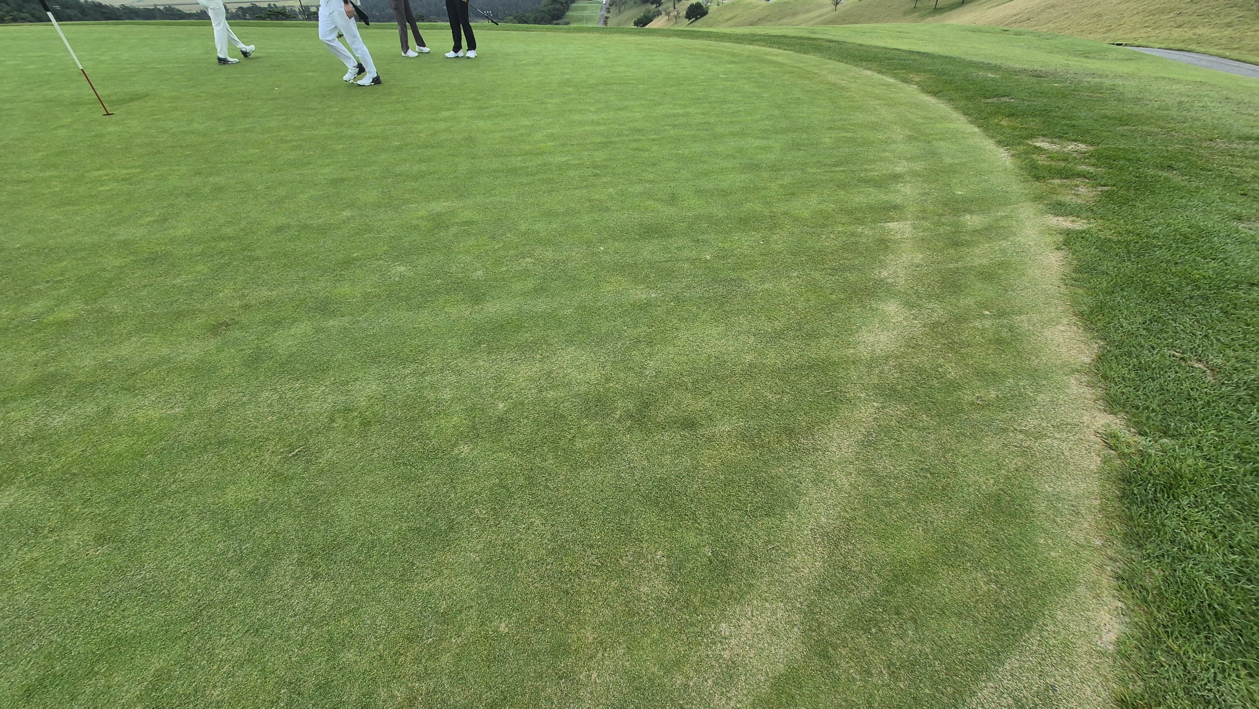 서산수cc 그린 관리 상태