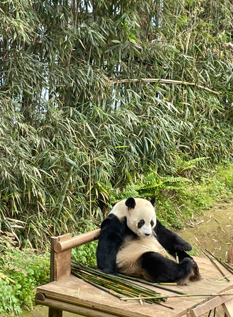 판다는 왜 잡식성인데 대나무만 먹을까?