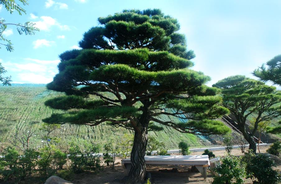 생생정보 37년 조경대가의 소나무 조경