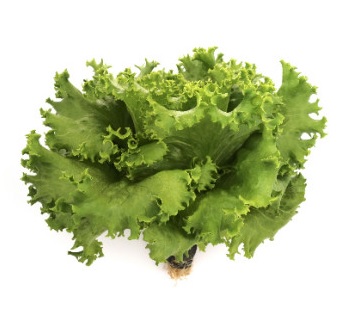 생방송투데이 환승직업 두 번째 인생 충주 쌈 채소 농장 웰팜이에이씨 쌈채소 스마트스토어 주문방법