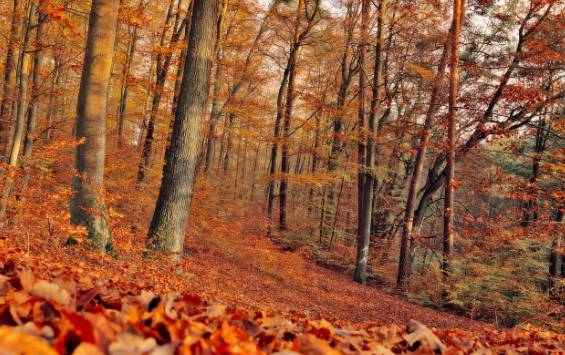러브버그 수명&amp;#44; 성충과 유충의 생애 정리
