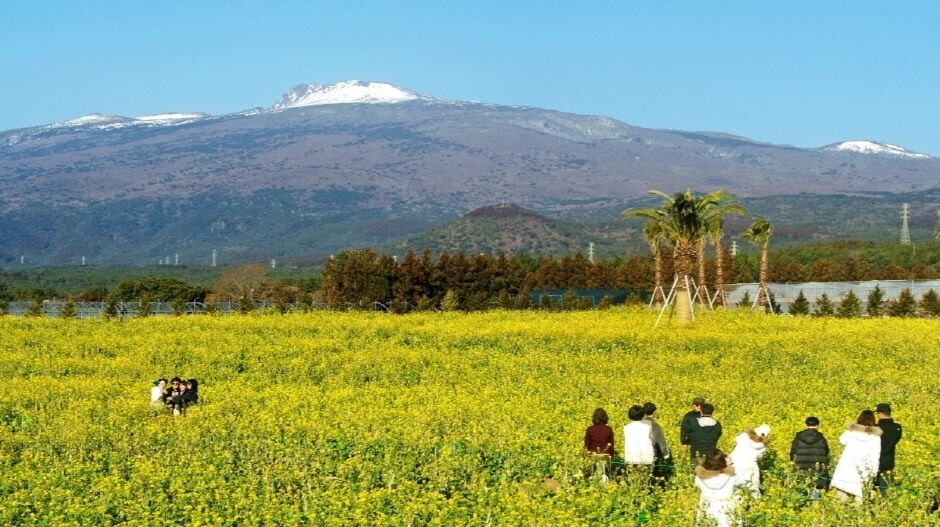 제주도 4월 축제 일정