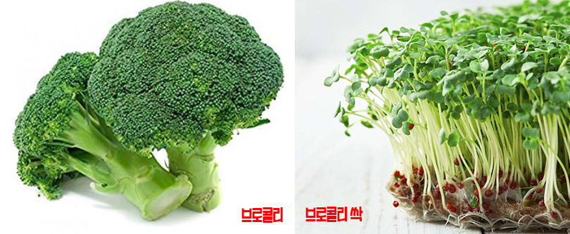 브로콜리