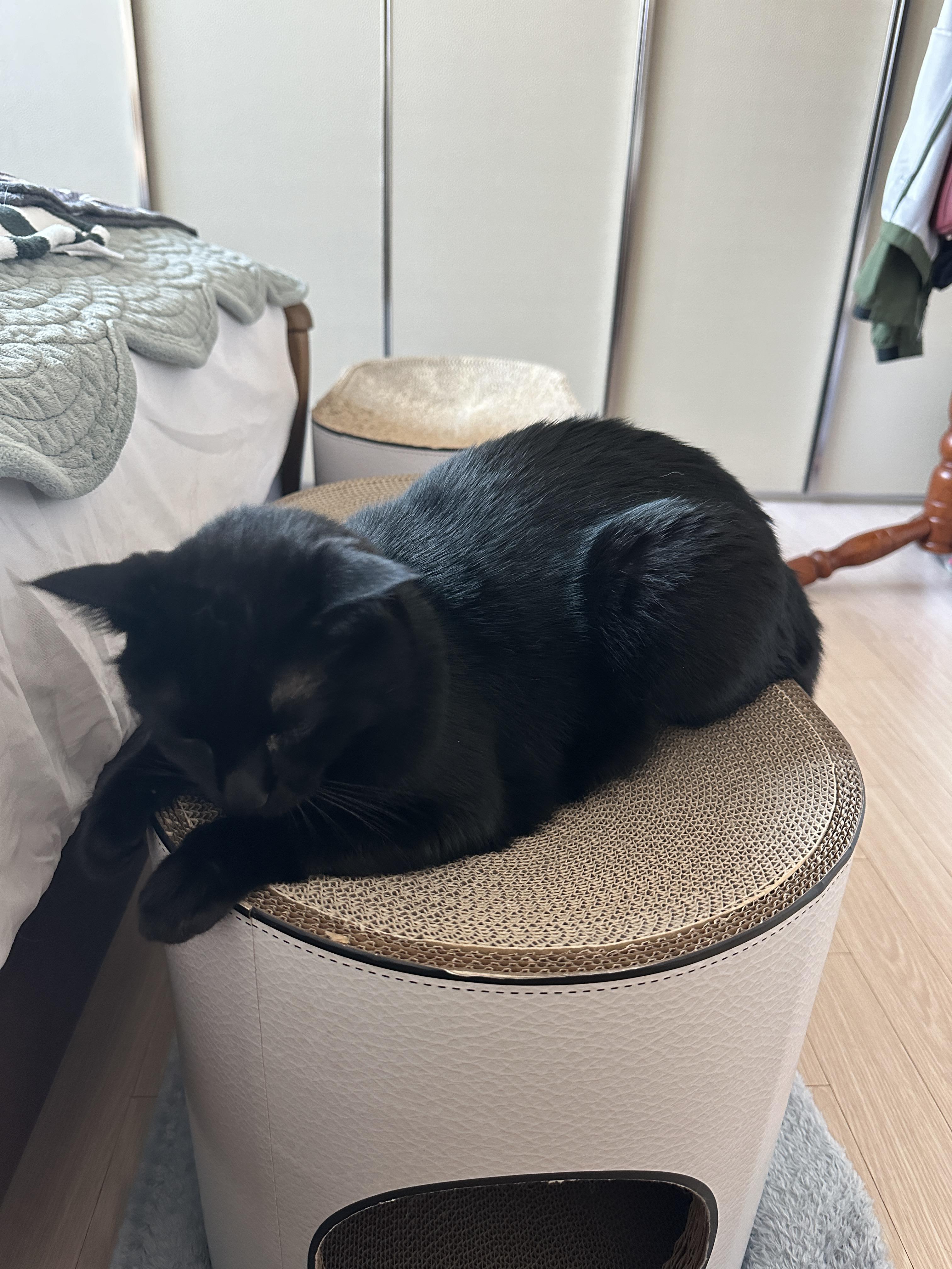 새_스크래쳐_위에_자리잡은_올블랙고양이_건이