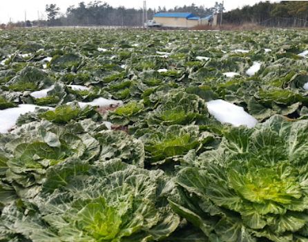 봄동 겉절이 황금레시피