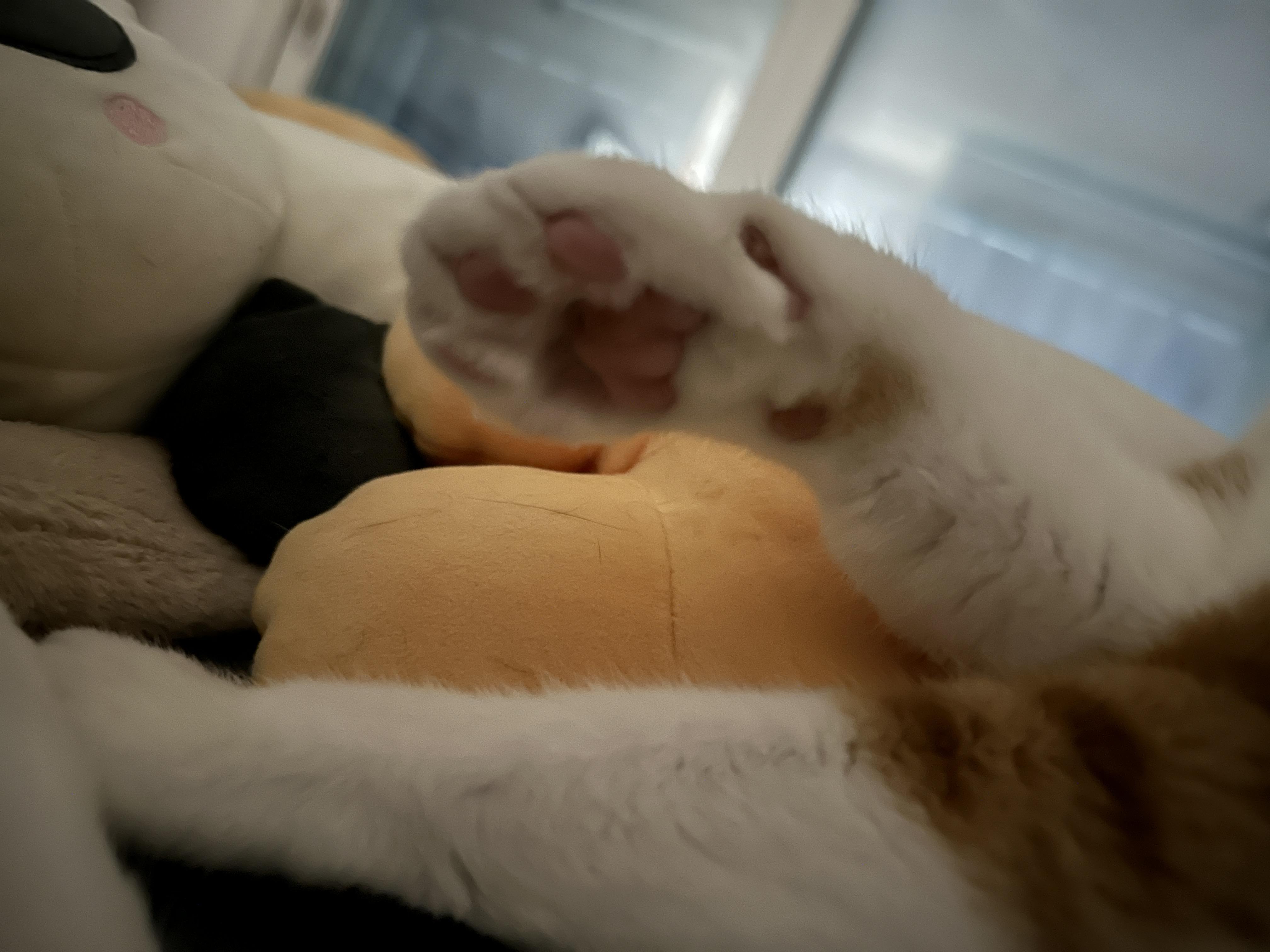 오동통_귀여운_치즈냥이_호야_핑크젤리