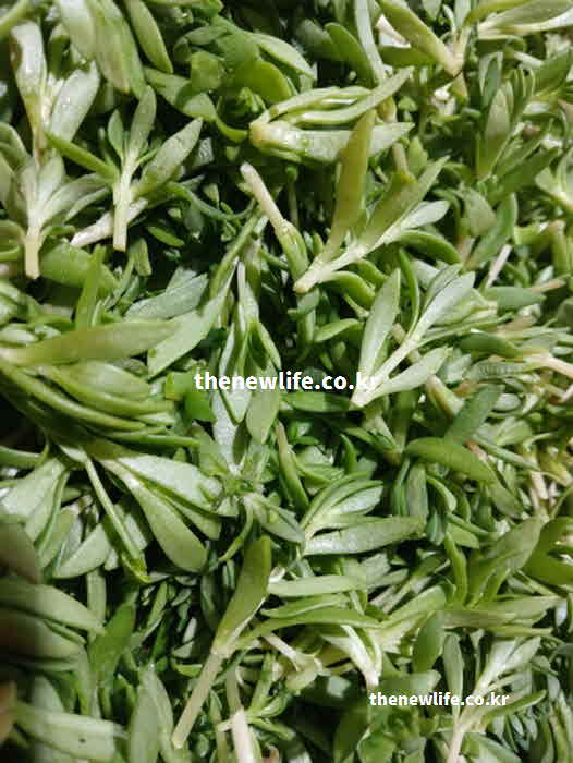 돌나물 효능 영양성분 칼슘