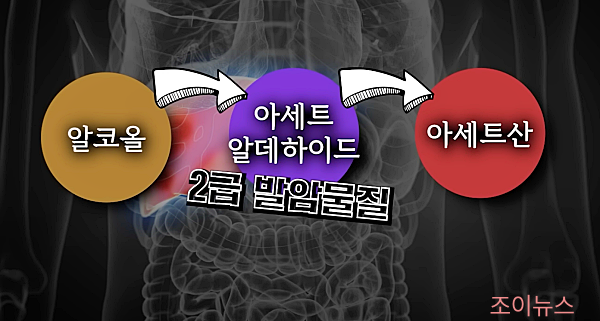 알코올의 분해 과정_지식인사이드유튜브