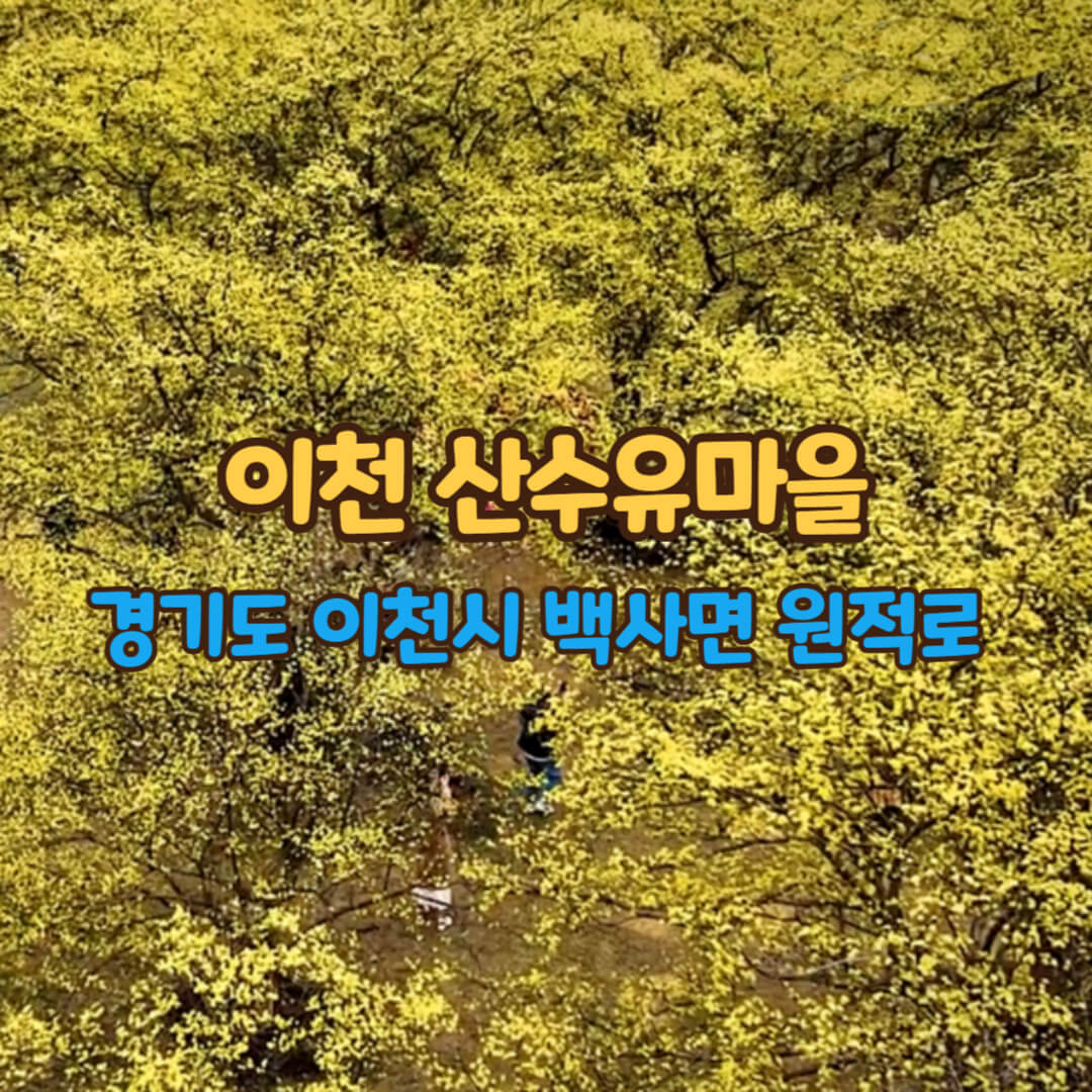 이천-산수유마을