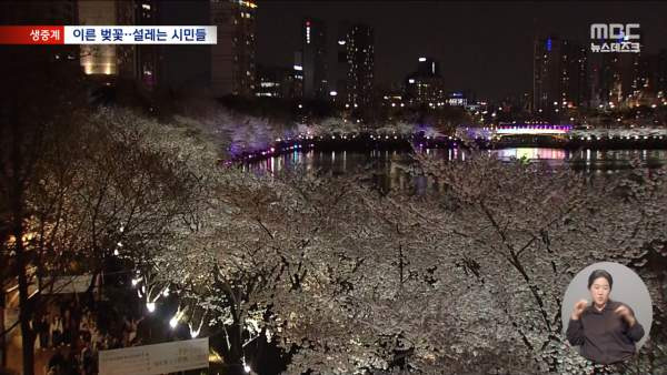 석촌호수 벚꽃 축제 놓치면 후회하는 '잠실 봄꽃 명소' TOP 3