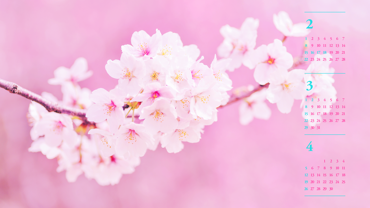 02 연분홍 벚꽃가지 B - 2026년3월 달력배경화면