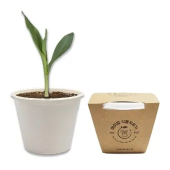 옥수수 키우는 법 품종 파종 수분수 당도 올리는 비결_18