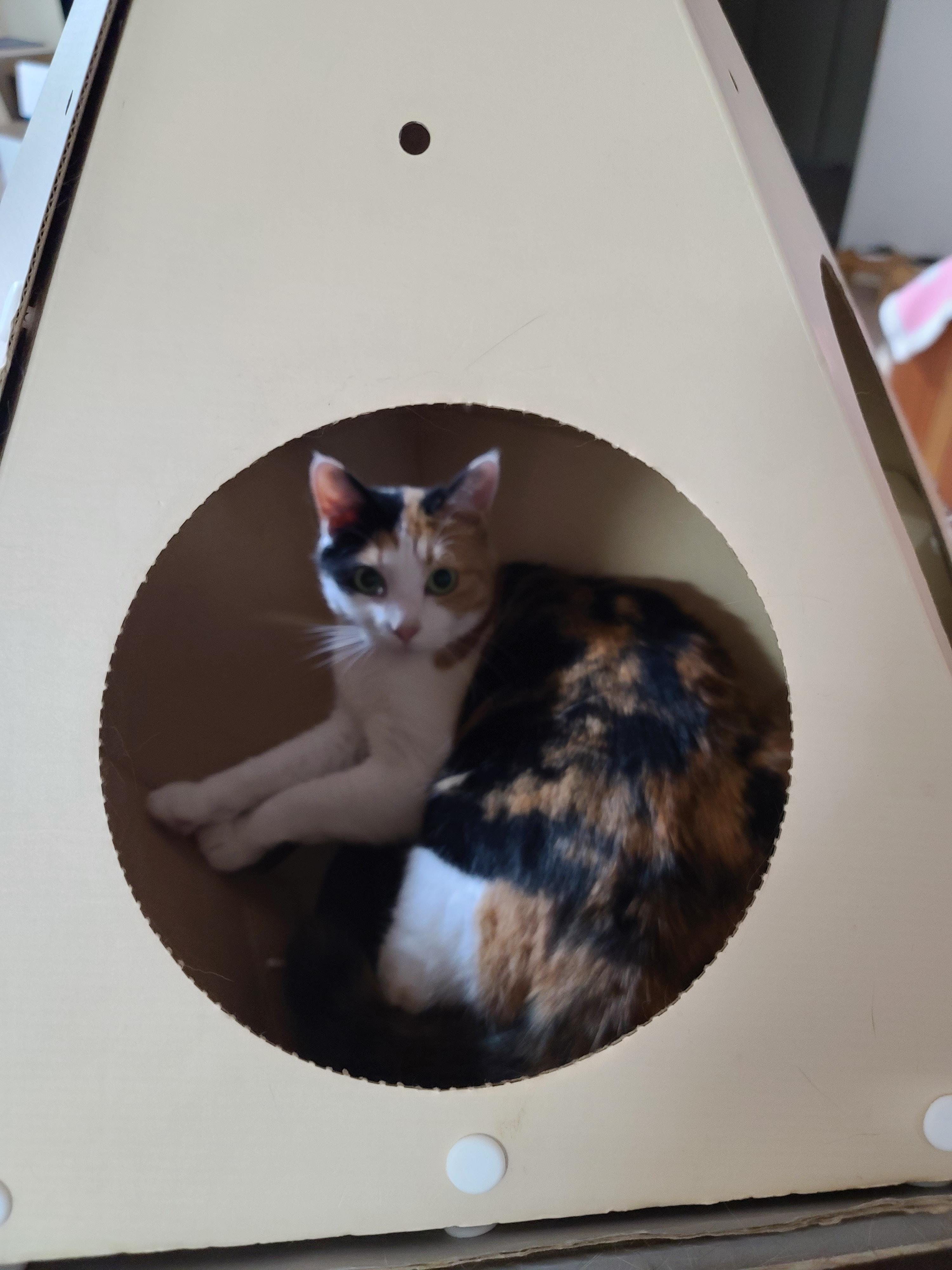 캣미로 꼭대기층 안의 예쁜 삼색이 고양이 요미