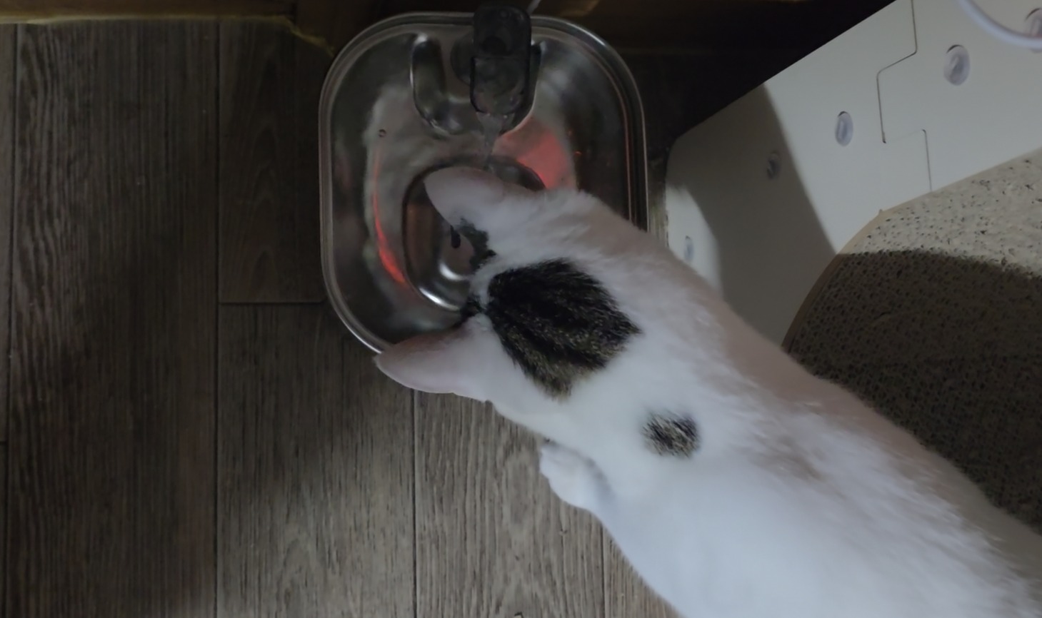 고양이 정수기로 음수량 늘리는 실전 방법