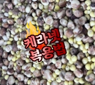 케라넷-부작용-추천