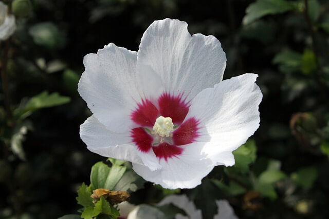 무궁화 다이어트 효과와 방법&amp;#44; 부작용