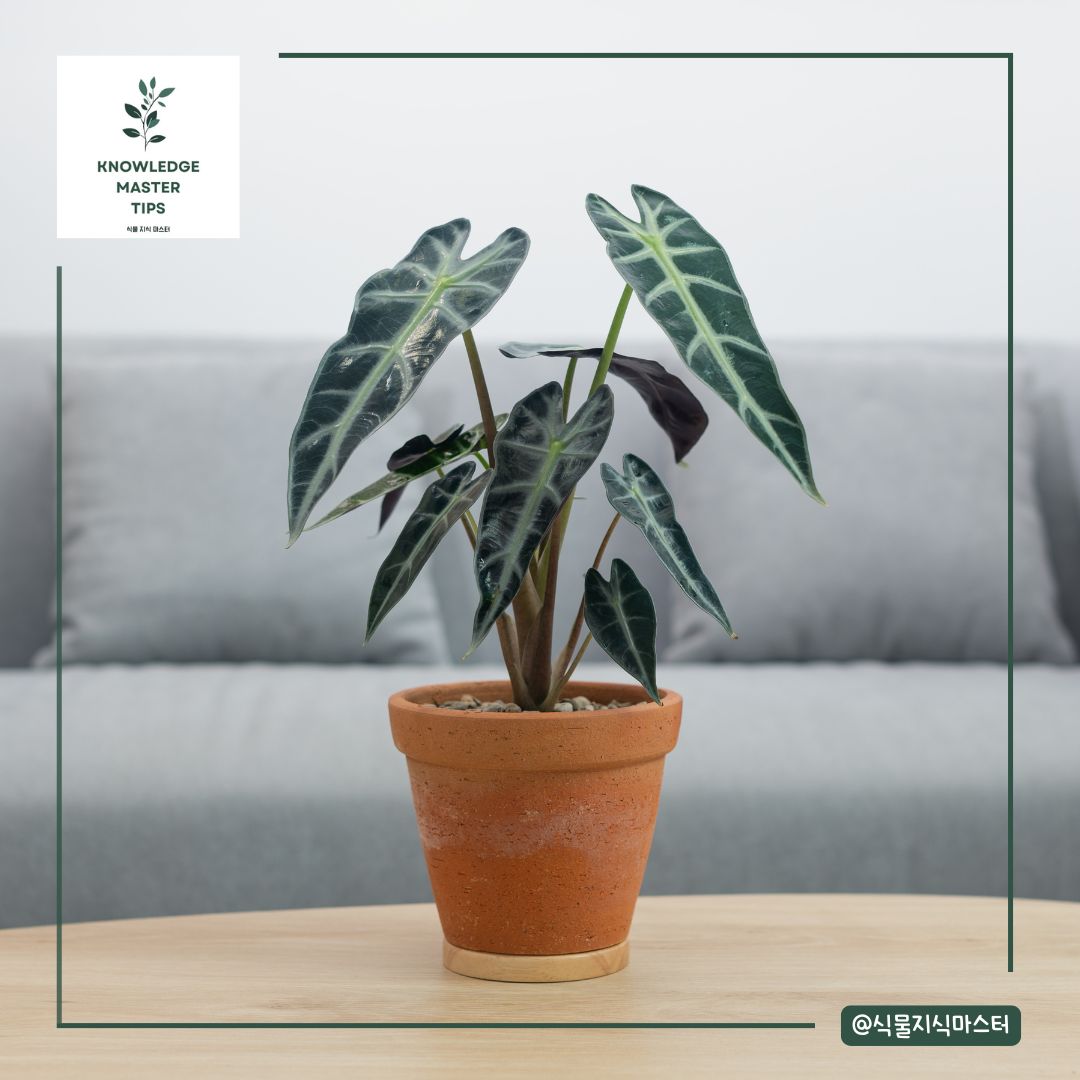 반려동물이 먹으면 위험한 독성 식물 - 알로카시아