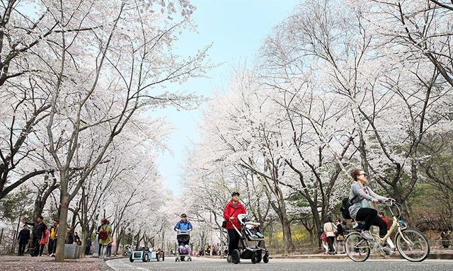 인천의 봄꽃 명소 추천