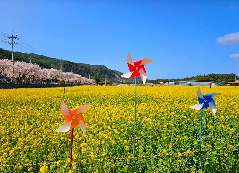 삼척 맹방 유채꽃