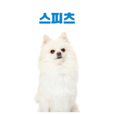 스피츠(Spitz) 이미지