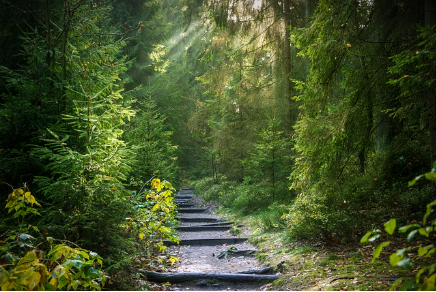 산림복지바우처