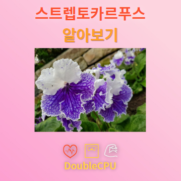 스트렙토카르푸스 탐구